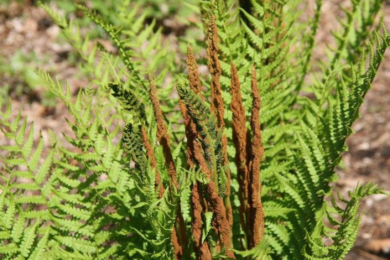 Koningsvaren - (Osmunda regalis) -prachtige-inheemse-varen